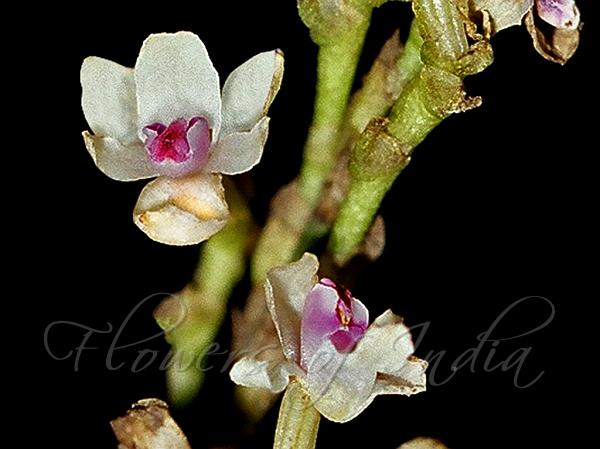 Lanceleaf Sirhookera